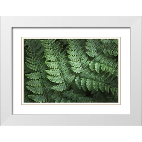 Lady Ferns IV Color White Modern Wood Framed Art Print with Double Matting by Majchrowicz, Alan