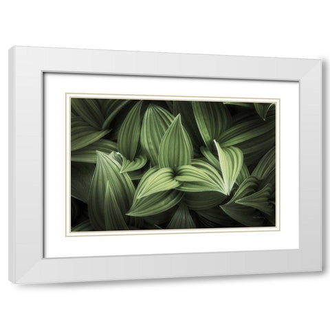 Corn Lily I White Modern Wood Framed Art Print with Double Matting by Majchrowicz, Alan