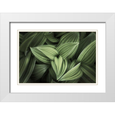 Corn Lily II White Modern Wood Framed Art Print with Double Matting by Majchrowicz, Alan