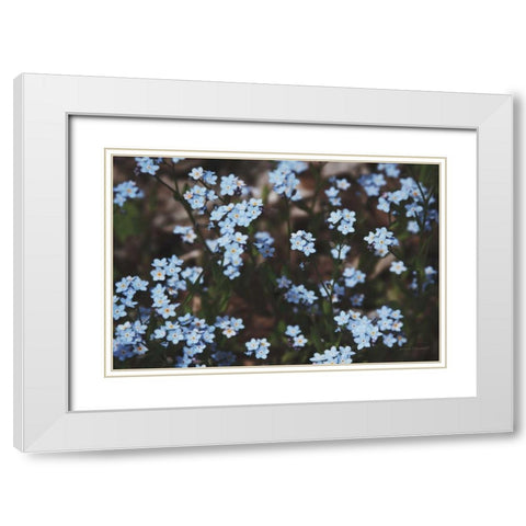 Forget Me Nots II White Modern Wood Framed Art Print with Double Matting by Marshall, Laura