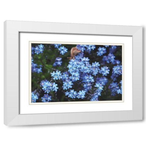 Forget Me Nots III White Modern Wood Framed Art Print with Double Matting by Marshall, Laura