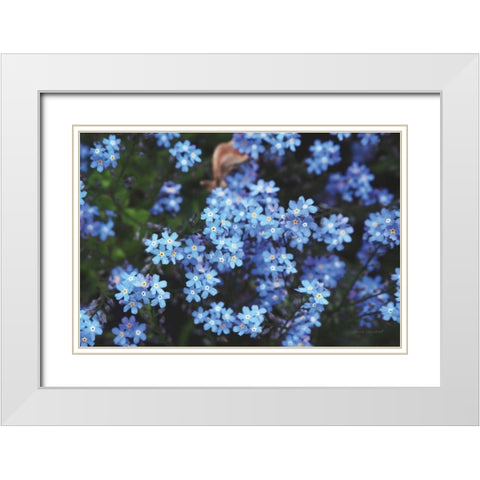 Forget Me Nots III White Modern Wood Framed Art Print with Double Matting by Marshall, Laura