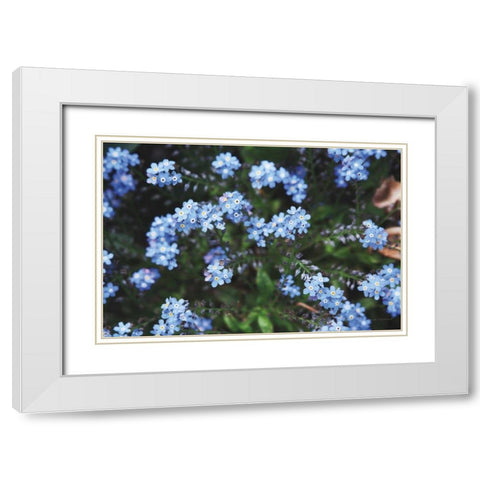 Forget Me Nots IV White Modern Wood Framed Art Print with Double Matting by Marshall, Laura