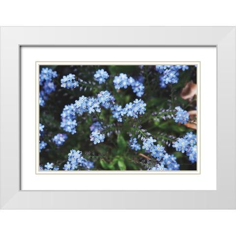 Forget Me Nots IV White Modern Wood Framed Art Print with Double Matting by Marshall, Laura