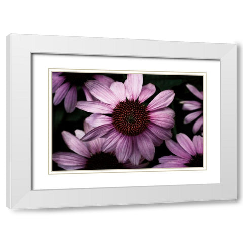 Echinacea White Modern Wood Framed Art Print with Double Matting by Catterall, Elise
