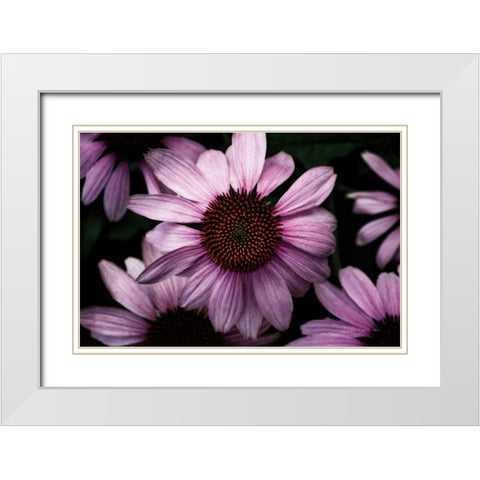 Echinacea White Modern Wood Framed Art Print with Double Matting by Catterall, Elise