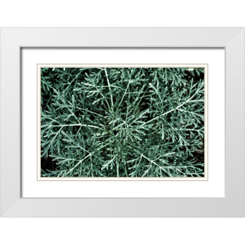 Greenery Closeup White Modern Wood Framed Art Print with Double Matting by Catterall, Elise