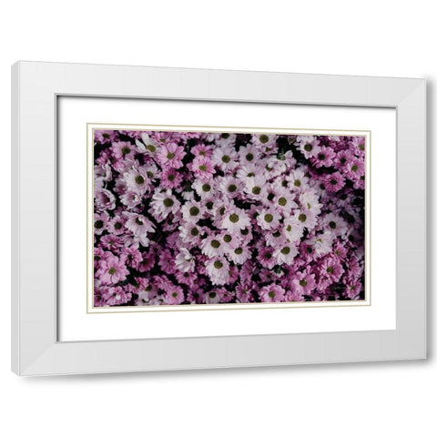 Pale Daisies White Modern Wood Framed Art Print with Double Matting by Catterall, Elise