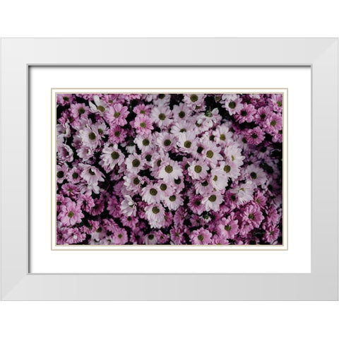 Pale Daisies White Modern Wood Framed Art Print with Double Matting by Catterall, Elise