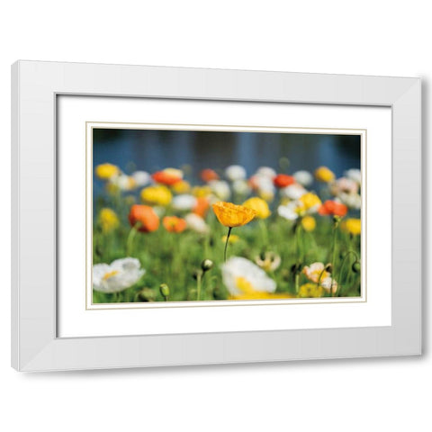 Poppy Field White Modern Wood Framed Art Print with Double Matting by Catterall, Elise