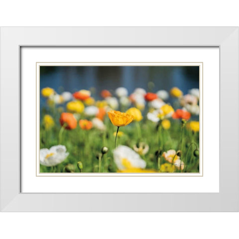 Poppy Field White Modern Wood Framed Art Print with Double Matting by Catterall, Elise