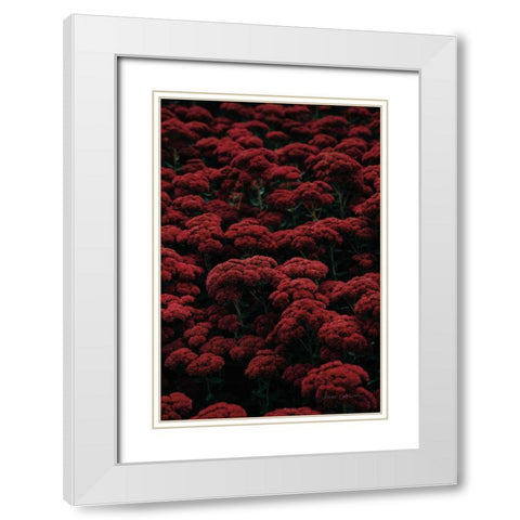 Sedum White Modern Wood Framed Art Print with Double Matting by Catterall, Elise