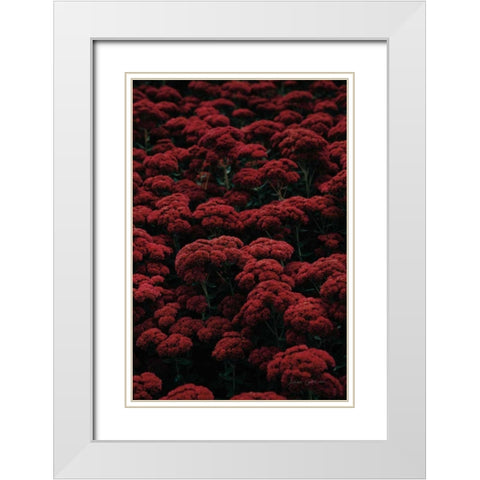 Sedum White Modern Wood Framed Art Print with Double Matting by Catterall, Elise