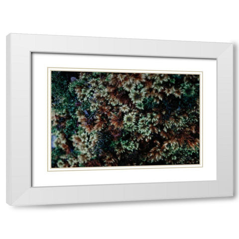 Moss Detail White Modern Wood Framed Art Print with Double Matting by Catterall, Elise