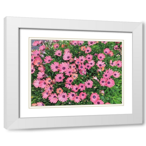 Pink Spring White Modern Wood Framed Art Print with Double Matting by Goldstein, Ed