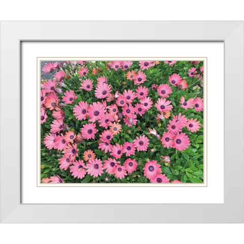 Pink Spring White Modern Wood Framed Art Print with Double Matting by Goldstein, Ed