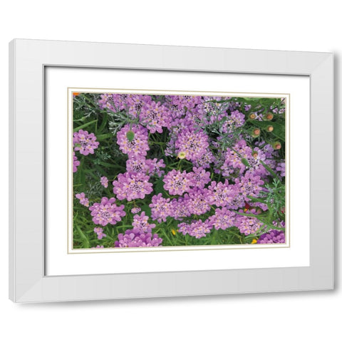 Purple Spring White Modern Wood Framed Art Print with Double Matting by Goldstein, Ed