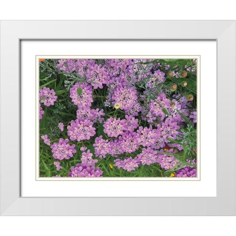 Purple Spring White Modern Wood Framed Art Print with Double Matting by Goldstein, Ed