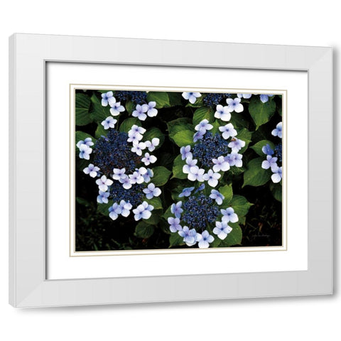 Hydrangeas Opening White Modern Wood Framed Art Print with Double Matting by Van Swearingen, Debra