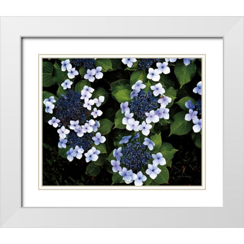 Hydrangeas Opening White Modern Wood Framed Art Print with Double Matting by Van Swearingen, Debra