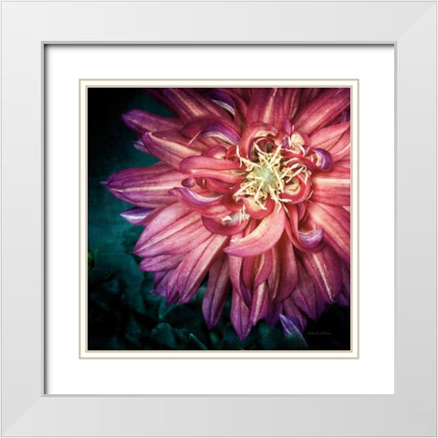 Dahlia II White Modern Wood Framed Art Print with Double Matting by Van Swearingen, Debra