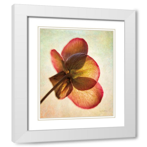 Lenton Rose I White Modern Wood Framed Art Print with Double Matting by Van Swearingen, Debra