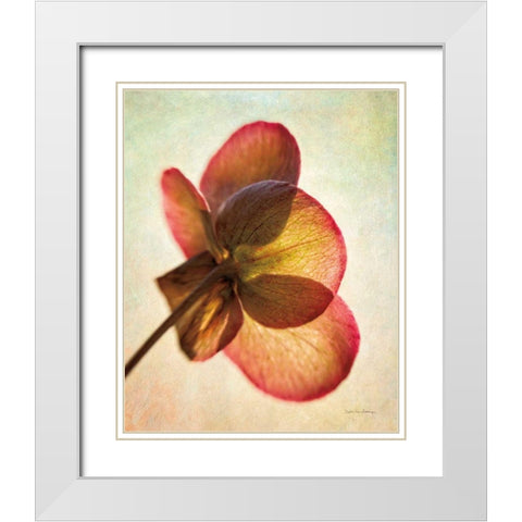 Lenton Rose I White Modern Wood Framed Art Print with Double Matting by Van Swearingen, Debra