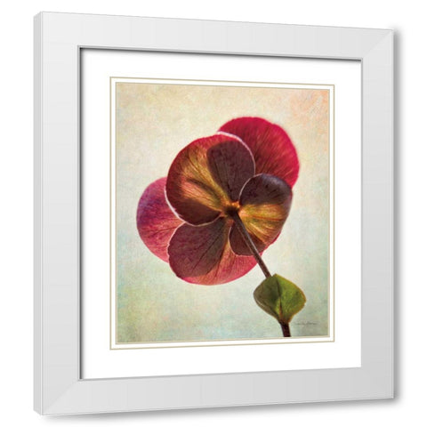 Lenton Rose II White Modern Wood Framed Art Print with Double Matting by Van Swearingen, Debra