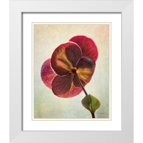 Lenton Rose II White Modern Wood Framed Art Print with Double Matting by Van Swearingen, Debra