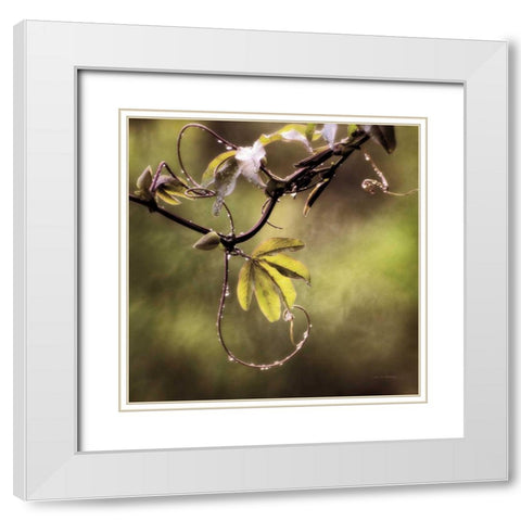 Passion Flower Vine I White Modern Wood Framed Art Print with Double Matting by Van Swearingen, Debra