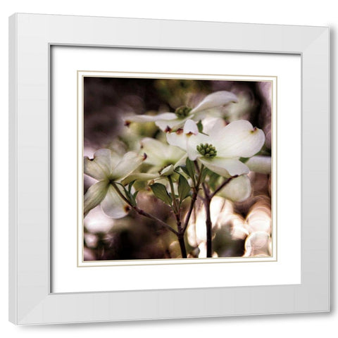 White Dogwood II White Modern Wood Framed Art Print with Double Matting by Van Swearingen, Debra
