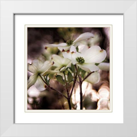 White Dogwood II White Modern Wood Framed Art Print with Double Matting by Van Swearingen, Debra