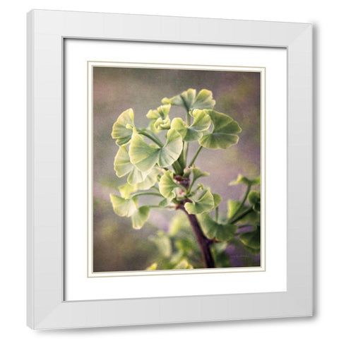 Sprouting Ginkgo I White Modern Wood Framed Art Print with Double Matting by Van Swearingen, Debra