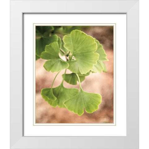 Sprouting Ginkgo IV White Modern Wood Framed Art Print with Double Matting by Van Swearingen, Debra