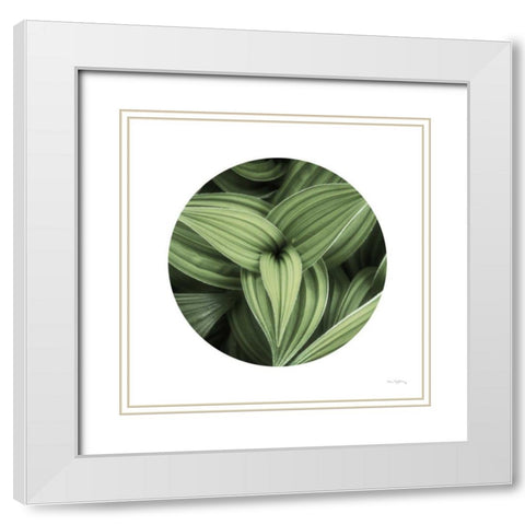 Corn Lily Circle II White Modern Wood Framed Art Print with Double Matting by Majchrowicz, Alan