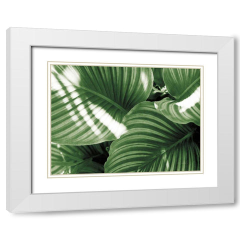 Leaf Abstract V Green White Modern Wood Framed Art Print with Double Matting by Goldstein, Ed