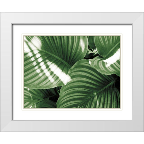 Leaf Abstract V Green White Modern Wood Framed Art Print with Double Matting by Goldstein, Ed