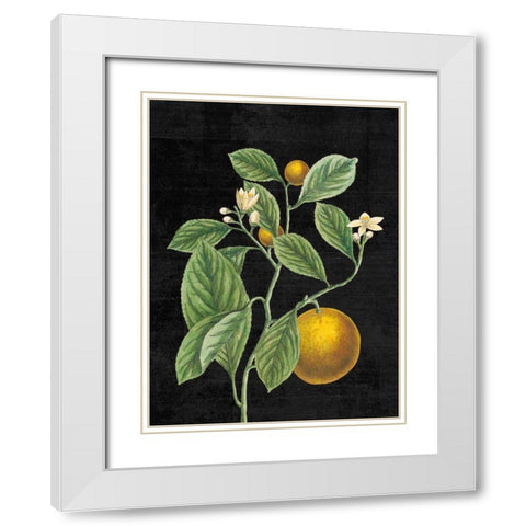 Classic Citrus VI Black No Words White Modern Wood Framed Art Print with Double Matting by Schlabach, Sue