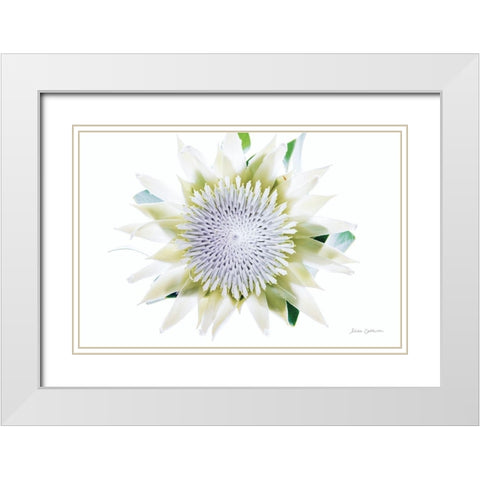 Protea Center I White Modern Wood Framed Art Print with Double Matting by Catterall, Elise