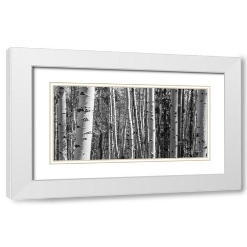 Aspen Grove White Modern Wood Framed Art Print with Double Matting by Urquhart, Elizabeth