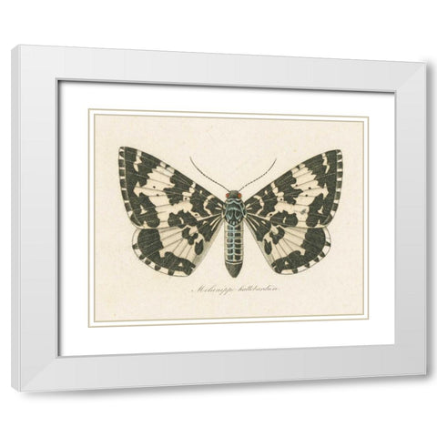 Natures Butterfly II White Modern Wood Framed Art Print with Double Matting by Wild Apple Portfolio