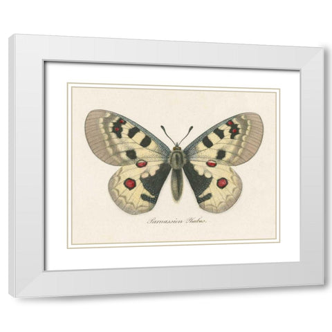 Natures Butterfly III White Modern Wood Framed Art Print with Double Matting by Wild Apple Portfolio