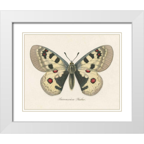 Natures Butterfly III White Modern Wood Framed Art Print with Double Matting by Wild Apple Portfolio