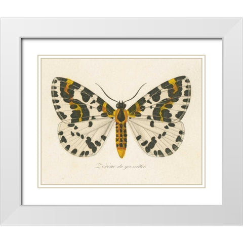 Natures Butterfly IV White Modern Wood Framed Art Print with Double Matting by Wild Apple Portfolio