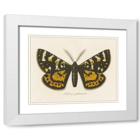 Natures Butterfly V White Modern Wood Framed Art Print with Double Matting by Wild Apple Portfolio
