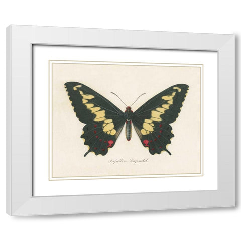 Natures Butterfly VI White Modern Wood Framed Art Print with Double Matting by Wild Apple Portfolio