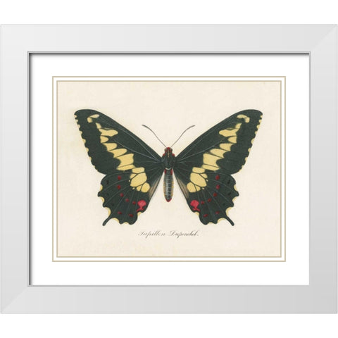 Natures Butterfly VI White Modern Wood Framed Art Print with Double Matting by Wild Apple Portfolio