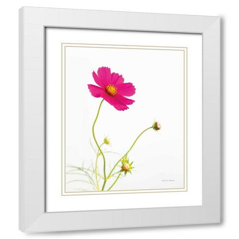 Magenta Cosmos I White Modern Wood Framed Art Print with Double Matting by Van Swearingen, Debra