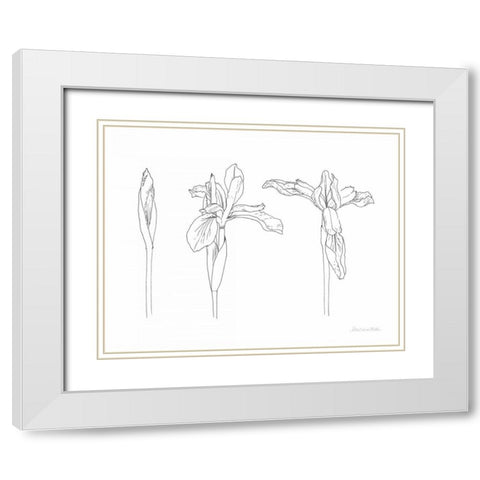 Sketched Iris White Modern Wood Framed Art Print with Double Matting by Miller, Sara Zieve