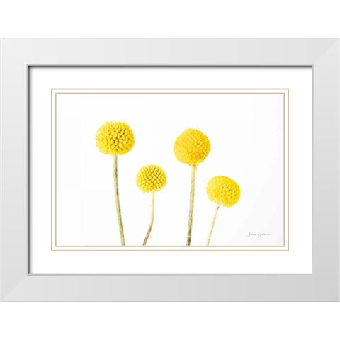 Craspedia II White Modern Wood Framed Art Print with Double Matting by Catterall, Elise